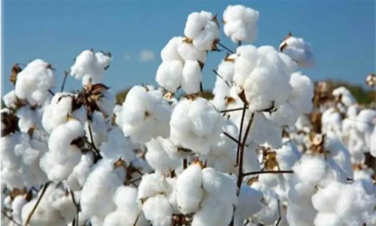 Bangladesh aims to increase cotton yield 8.5-fold by 2050